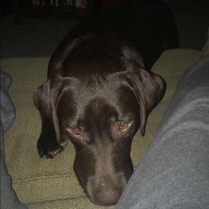 Meet your Posher, Violet